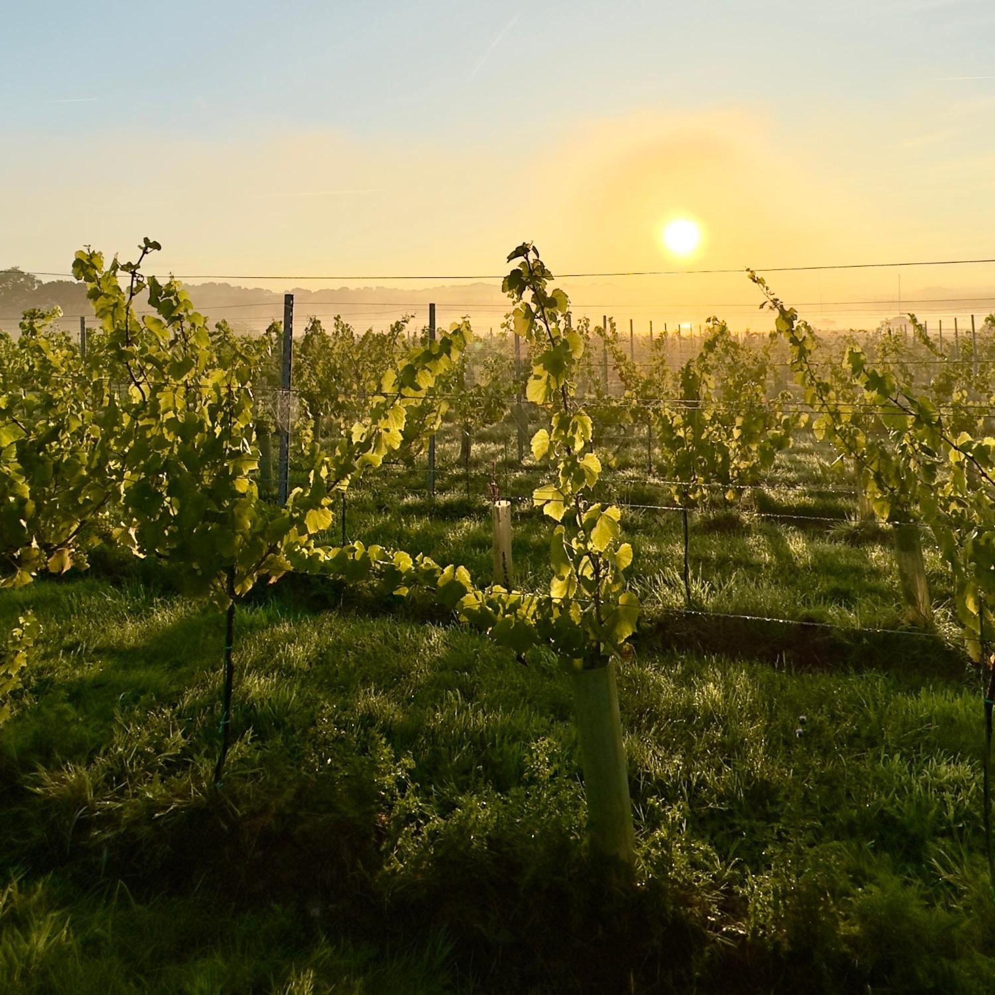 Вилла Pinkmead Estate And Vineyard Osborne  Экстерьер фото